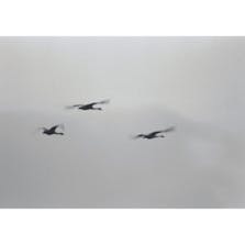 BIRD SONG 3